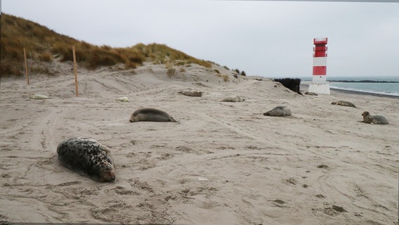 Einige Kegelrobben und ihre Babys liegen bei Nebel auf dem Strand, im Hintergrund sind Dünen und ein Leutturm zu sehen. © Nadine Adrian Foto: Nadine Adrian