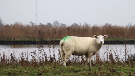 Ein Schaf am Klärteich blickt in die Kamera © Esther Wissel Foto: Esther Wissel