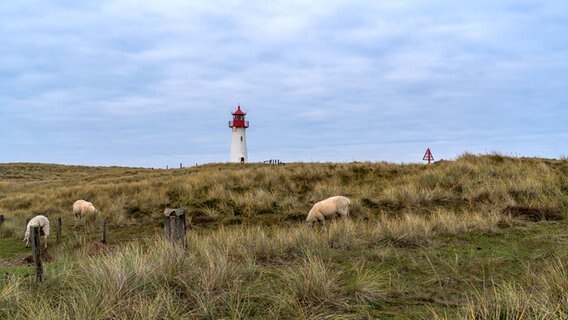 Der Leuchtturm List West auf Sylt. © Karin Bräunert Foto: Karin Bräunert