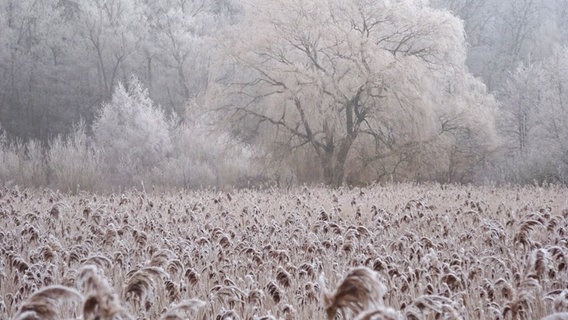 Frost am Brenner Moor bei Bad Oldesloe © Holger Damaschke Foto: Holger Damaschke