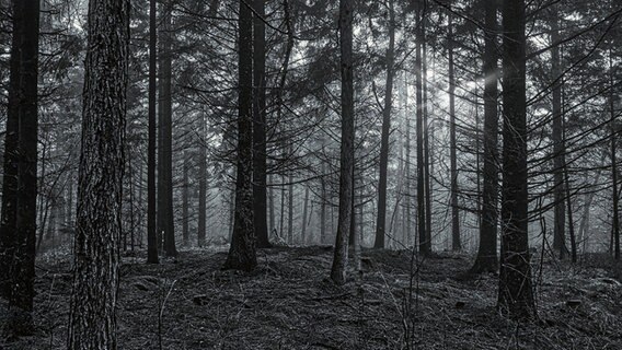Schwarzweißfoto im Langenberger Forst © Reinhard Wehrenbrecht Foto: Reinhard Wehrenbrecht
