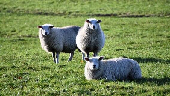 Zwei Schafe stehen und ein Schaf lieg auf einer grünen Wiese. Die Sonne scheint. © Grit Esche Foto: Grit Esche