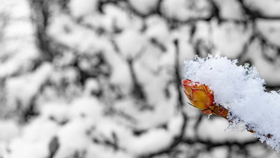 Nahaufnahme einer schneebedeckten Knospe © Phil Lopatta Foto: Phil Lopatta