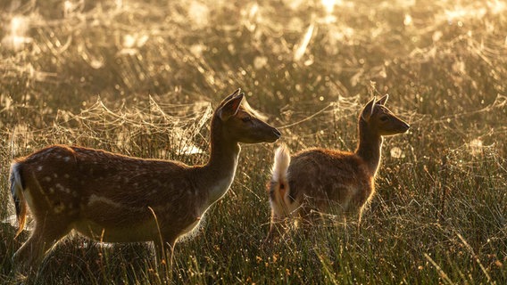Zwei Rehe in der Morgenssonne auf einem Feld © Thomas Olschewski Foto: Thomas Olschewski