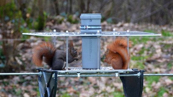 Zwei Eichhörnchen fressen Vogelfutter im Garten © Sonja Grafe Foto: Sonja Grafe