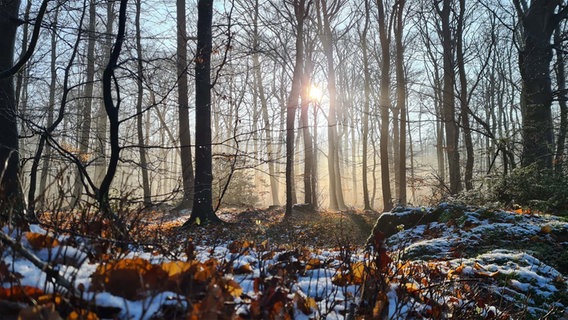 Sonne scheint durch Bäume im Wald. © Friedhelm Heuck Foto: Friedhelm Heuck