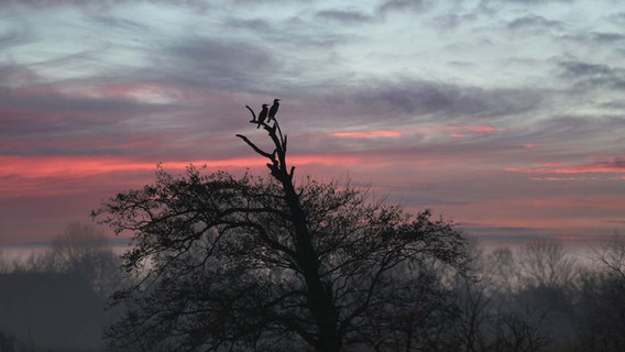 Kormorane auf einem Baum im Naturschutzgebiet Gotteskoogsee. © Helma Johannsen Foto: Helma Johannsen