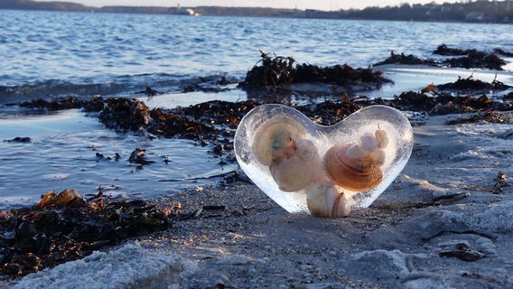 Eisherz mit eingeschlossenen Muscheln am Strand. © Reiner Wagenführ Foto: Reiner Wagenführ