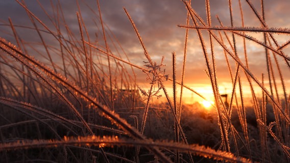 Eiskristalle an mehreren Pflanzenhalmen werden von hinten durch die Sonne angeleuchtet und glitzern in den Sonnenstrahlen. © Laura Perleberg Foto: Laura Perleberg