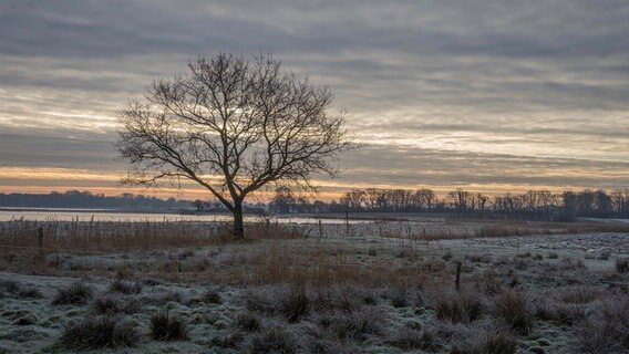 Eine mit Frost bedeckte Wiese. Ein Baum vor der Schlei (ein schmaler Meeresarm der Ostsee). © Michael Schmidl Foto: Michael Schmidl