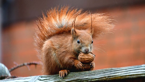 Eichhörnchen mit Walnuss auf einem Holzpfahl © Grit Esche Foto: Grit Esche