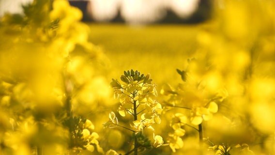 Nahaufnahme einer gelben Rapsblüte. © Susanne Kreding Foto: Susanne Kreding