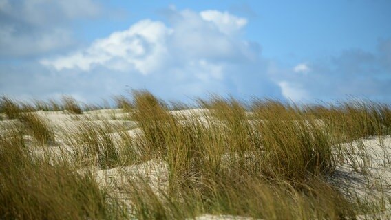 Eine Düne auf Sylt im Wind. © Karin Scott Foto: Karin Scott