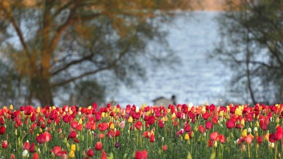 Ein Tulpenfeld mit Blick auf den großen Plöner See. © Marion Prieß Foto: Marion Prieß