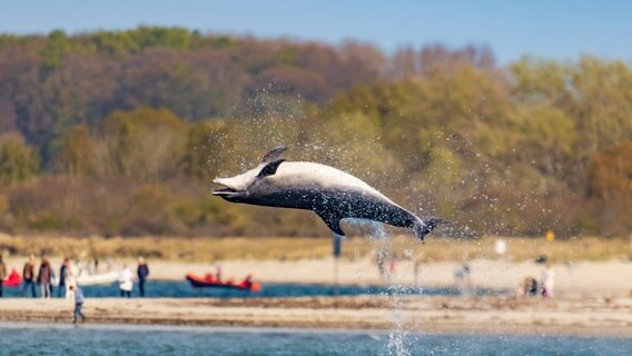 Ein Delfin lenkt die Blicke der Menschen auf sich. © Kirsten Bruns Foto: Kirsten Bruns