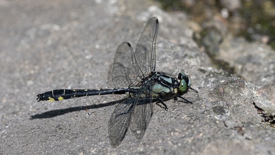 Libelle sitzt auf Stein © Andreas Brammer Foto: Andreas Brammer