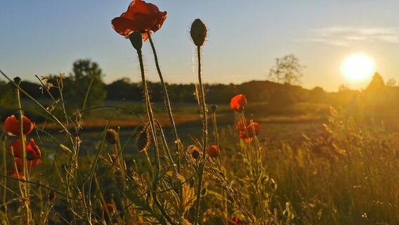 Mohnblumen im Sonnenuntergang mitten auf einer Wiese. © Albrecht Gulba Foto: Albrecht Gulba