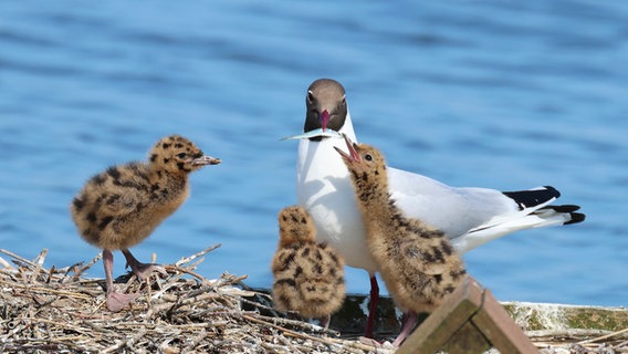 Möwe füttert ihre Jungen mit kleinem Fisch © Telse Kock Foto: Telse Kock