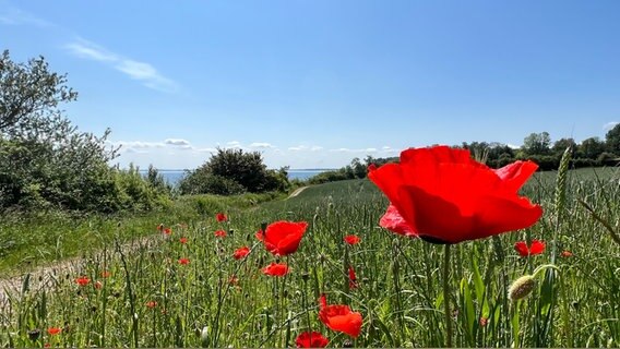 Klatschmohn an der Flensburger Förde © Ursula Andresen Foto: Ursula Andresen