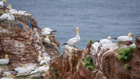 Unzählige Basstölpel sitzen am Meer © Achim Schwenzfeier Foto: Achim Schwenzfeier