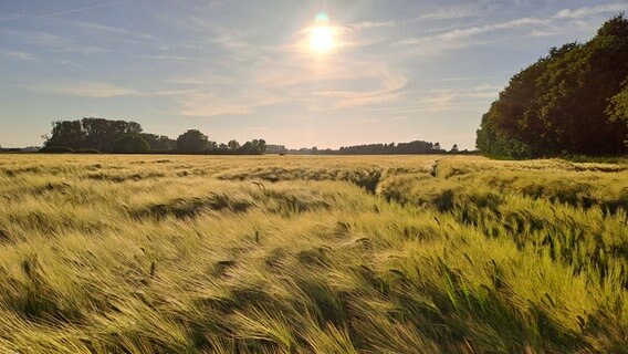 Gerstenfeld in der Abendsonne © Andrea Möller Foto: Andrea Möller