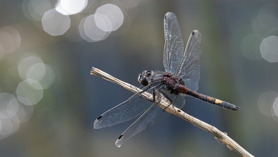 Makroaufnahme einer Libelle auf einem Zweig © Andreas Brammer Foto: Andreas Brammer