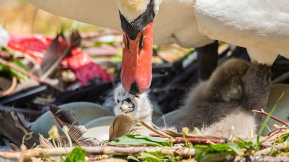 Schwanenmutter mit Jungem im Nest © Michael Fründt Foto: Michael Fründt