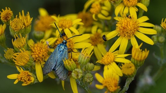 Makroaufnahme eines Ampfer-Grünwidderchen auf einer gelben Blumenwiese © Andreas Brammer Foto: Andreas Brammer