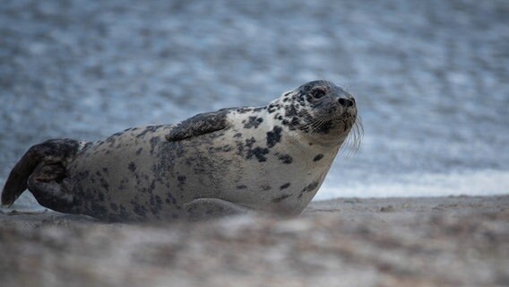 Ein Seehund liegt am Strand. © Sabine Richter Foto: Sabine Richter