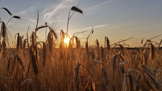 Ein Sonnenuntergang durch die Getreideähren auf einem Feld. © Albrecht Gulba Foto: Albrecht Gulba