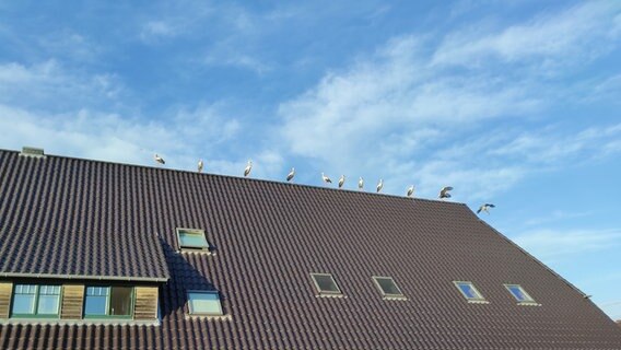 Elf Störche sitzen auf dem Giebel eines großen Hauses. © Annegret Heuer Foto: Annegret Heuer