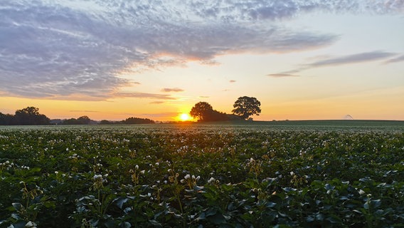 Sonnenaufgang über einem Feld. © Timo Langpaap Foto: Timo Langpaap