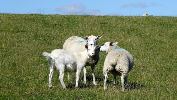 Zwei Schafe und eine Ziege auf dem Deich. © Cordula Sönnichsen Foto: Cordula Sönnichsen