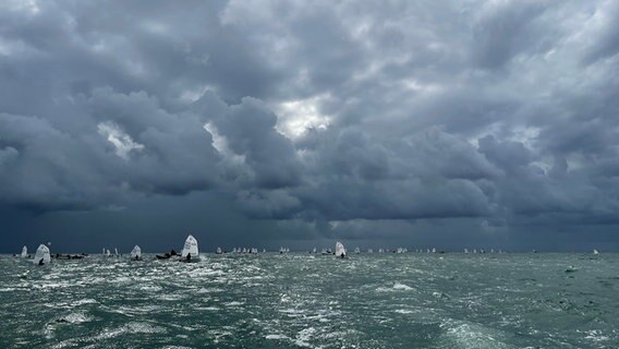 Viele junge Segler und Seglerinnen sind beim Opti-Cup auf der Nordsee unterwegs. © Kai Rogge Foto: Kai Rogge