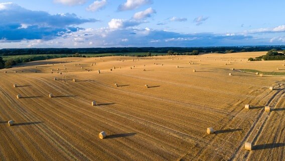 Rundballen liegen auf einem großen, gemähten Feld, im Hintergrund ist eine Stadt zu sehen. © Kay Stocker Foto: Kay Stocker