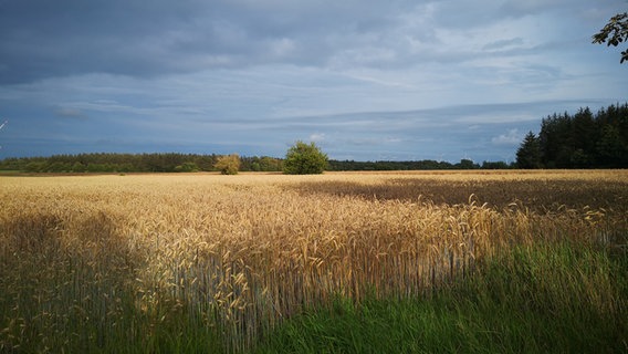 Schatten von dichten Wolken und Bäumen fallen auf ein Getreidefeld. © Peter Körner Foto: Peter Körner