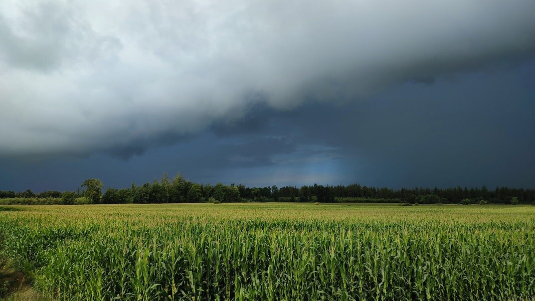 Ein dunkles Band von Regenwolken zieht über einem Maisfeld auf.