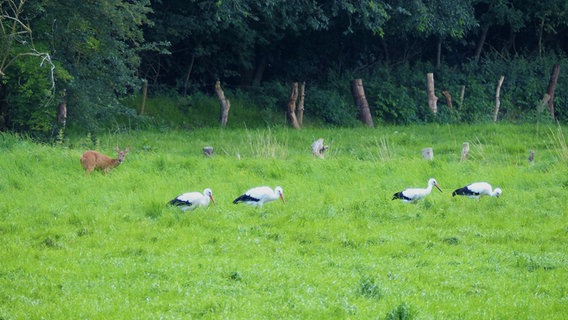 Ein Reh steht am Waldrand zwischen mehreren Störchen. © Hans-Jürgen von Hemm Foto: Hans-Jürgen von Hemm