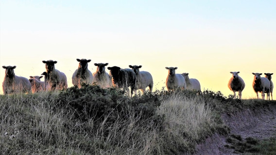 Mehrere Schafe stehen in der Abendsonne auf einem Deich. © Cordula Sönnichsen Foto: Cordula Sönnichsen