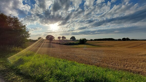 Felder mit Bäumen im strahlenden Sonnenschein. © Manuela Kaiser Foto: Manuela Kaiser