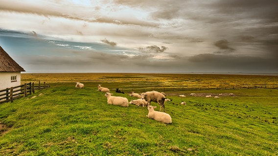 Schafe auf dem Deich. © Reinhard Wehrenbrecht Foto: Reinhard Wehrenbrecht