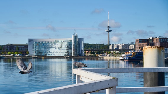 Eine Taube startet gerade von der Hörnbrücke, die zweite sitzt noch auf der Brüstung. © Werner Wegner Foto: Werner Wegner