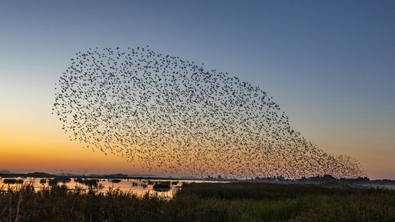 Vogelschwarm über einem See. © Conni Nielsen Foto: Conni Nielsen