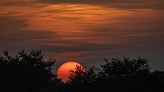 Die große rote Sonne verschwindet hinter einigen Baumkronen. © Gesine Schönborn Foto: Gesine Schönborn