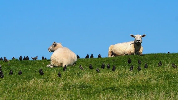 Unzählige Stare sitzen zwischen zwei Schafen auf einem Deich. © Gudrun Gallandt Foto: Gudrun Gallandt