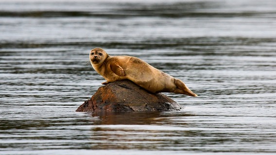 Ein brauner Seehund liegt auf einem Fels. © Harry Bauer Foto: Harry Bauer