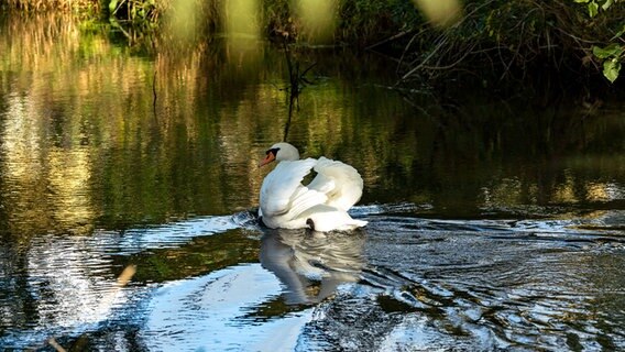 Ein Schwan schwimmt auf der Schwartau in Bad Schwartau. © Karin Bräunert Foto: Karin Bräunert