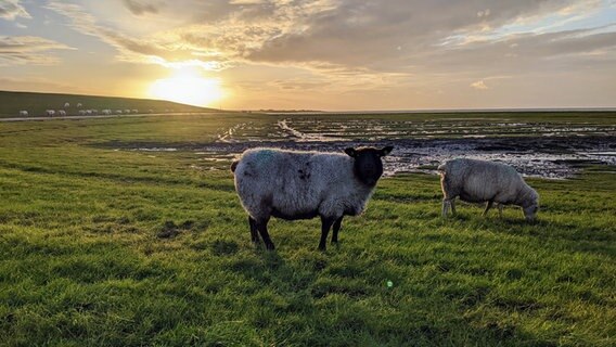 Zwei Schafe stehen im Vordergrund auf dem Deich, hinter ihnen geht die Sonne unter. © Heike Lücking Foto: Heike Lücking