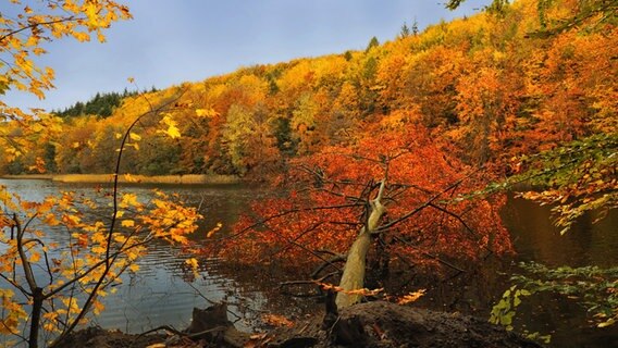 Ein Baum mit farbintensiven Blättern liegt umgekippt in einem See, im Hintergrund viele Bäume mit gold-orangenen Blättern. © Marlies Klies Foto: Marlies Klies