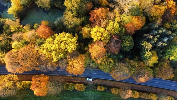 Eine Drohnenaufnahme zeigt im Top-Shot die bunten Bäume neben einer Straße. Auch ein Auto steht neben der Fahrbahn. © Andreas Schmidt Foto: Andreas Schmidt